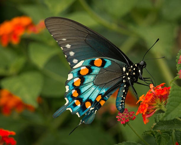 Swallowtail Butterfly on Milkweed Flower
