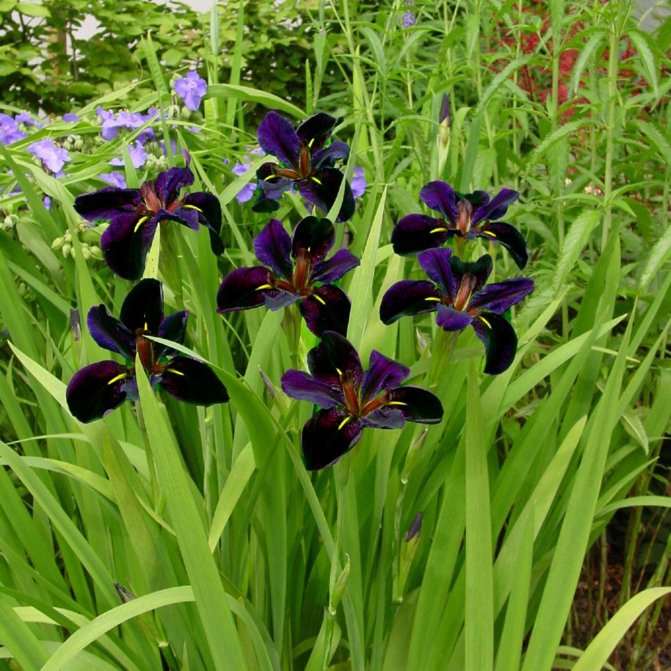 Louisianna Iris