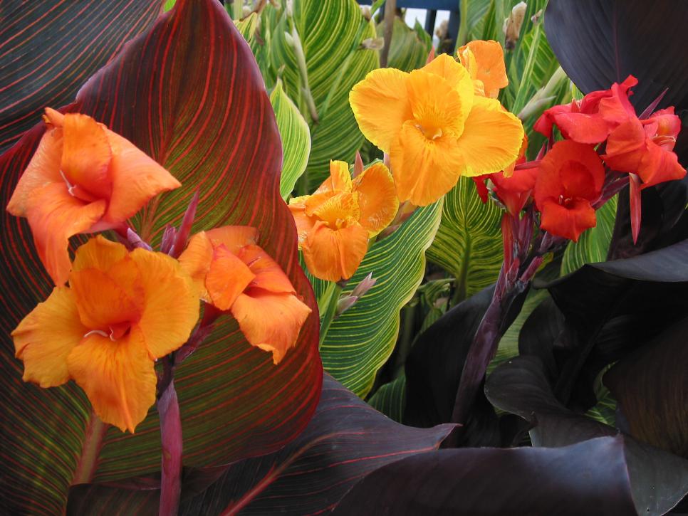 Tropicanna Canna