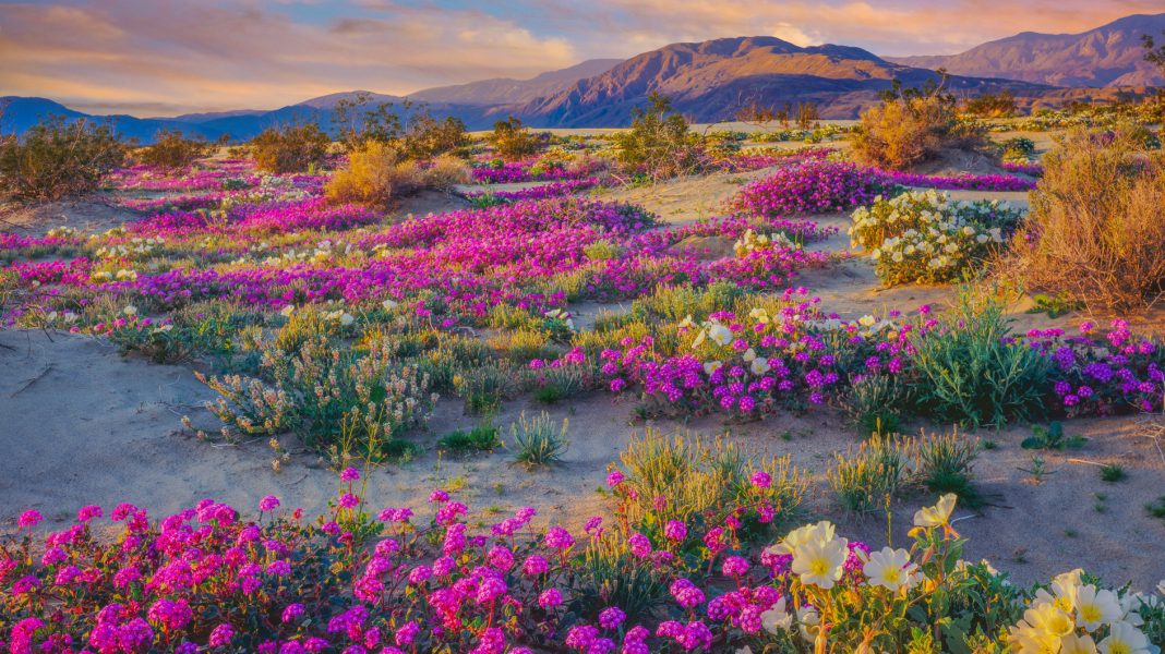 WF Anza Borrego Super Bloom