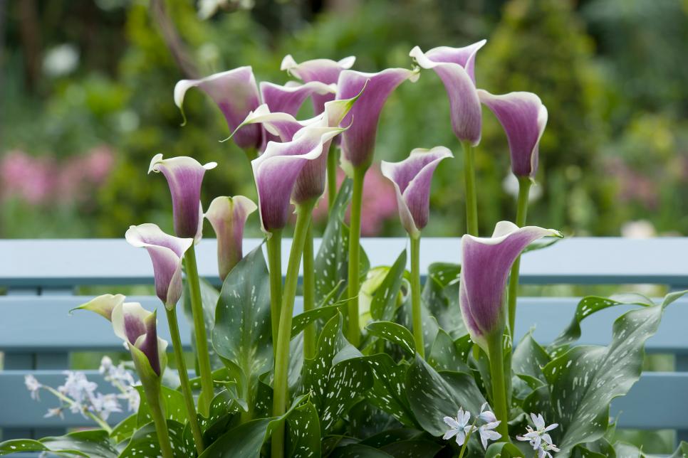 Calla Lilly