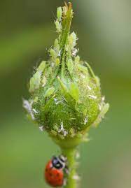 Aphids on Rose Bud