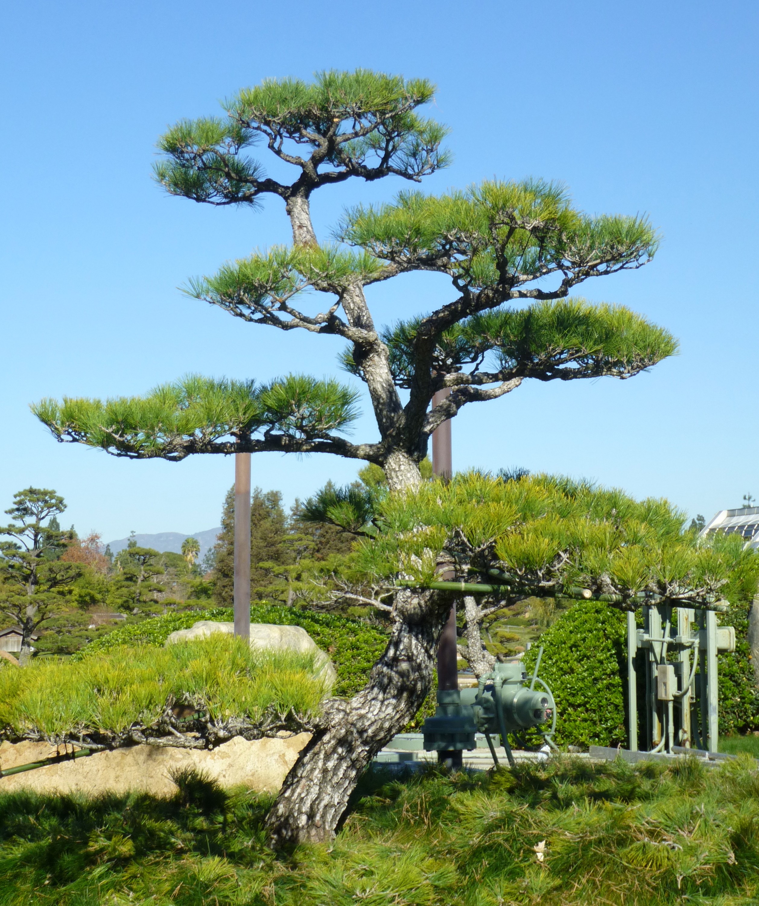 Bonsai style Juniper