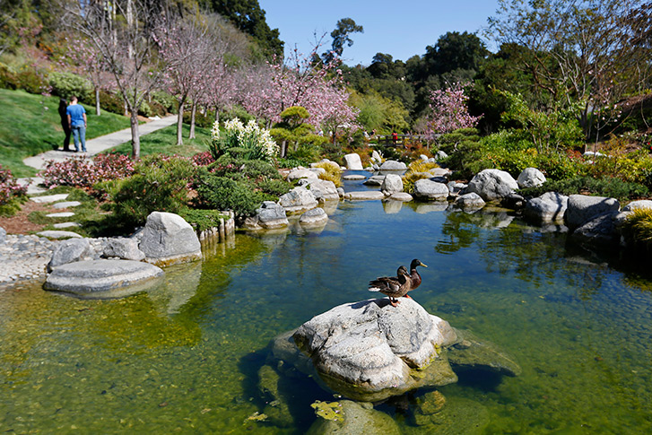 Japanese Friendship Garden