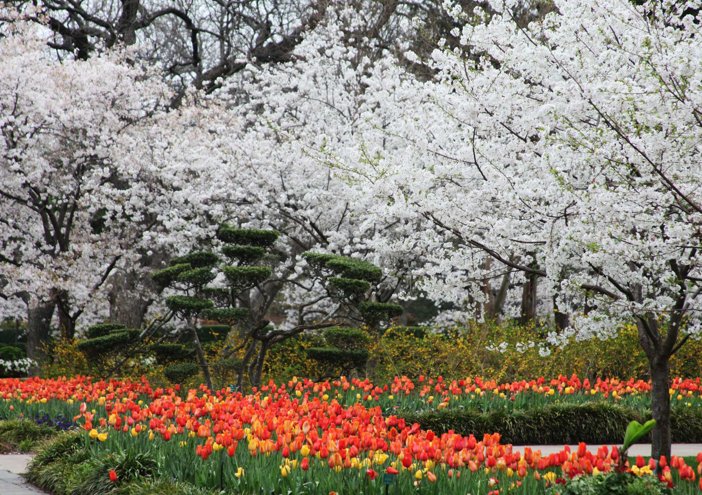 Poopies and Cherry Blossoms